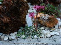 Sempervivum
