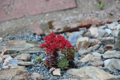 Sedum sempervoides