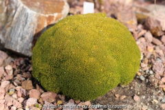Sclerathus uniflorus