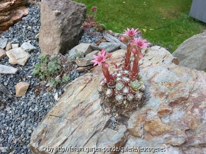 Saxifraga