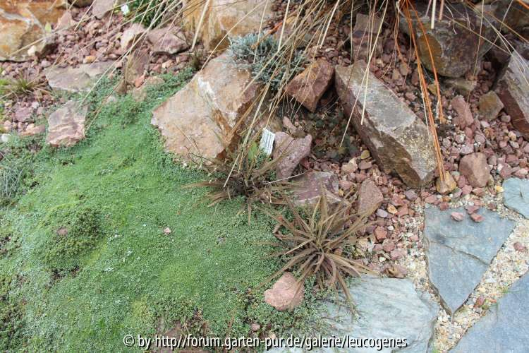 Raoulia tenuicaulis und Arthropodium candidum Purpureum