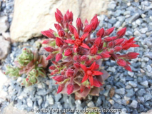 Sedum sempervoides