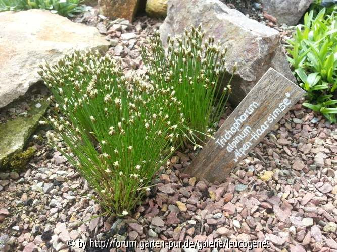 Trichophorum alpinum