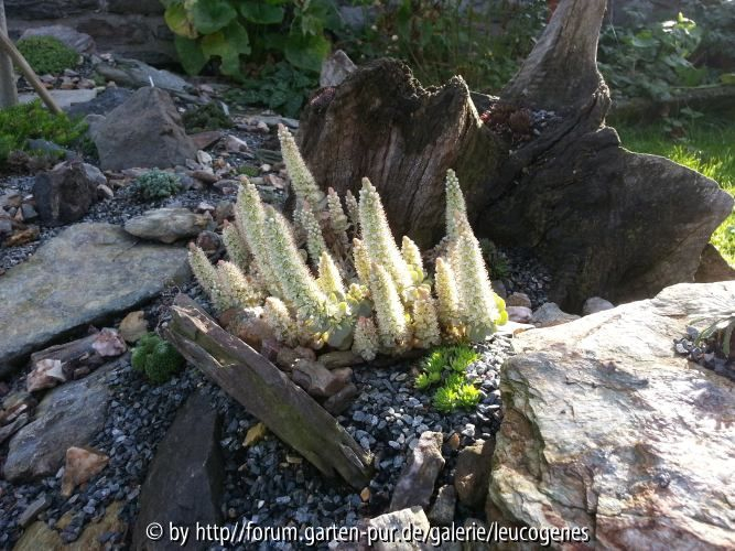 Orostachys iwarenge Blüte