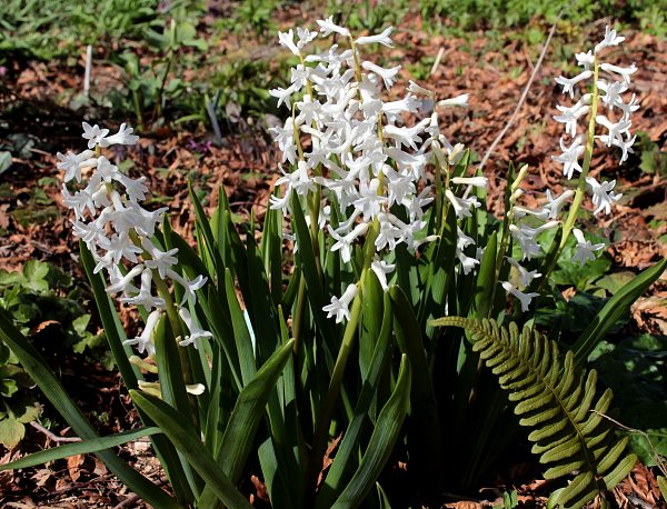 Hyacinthus orientalis