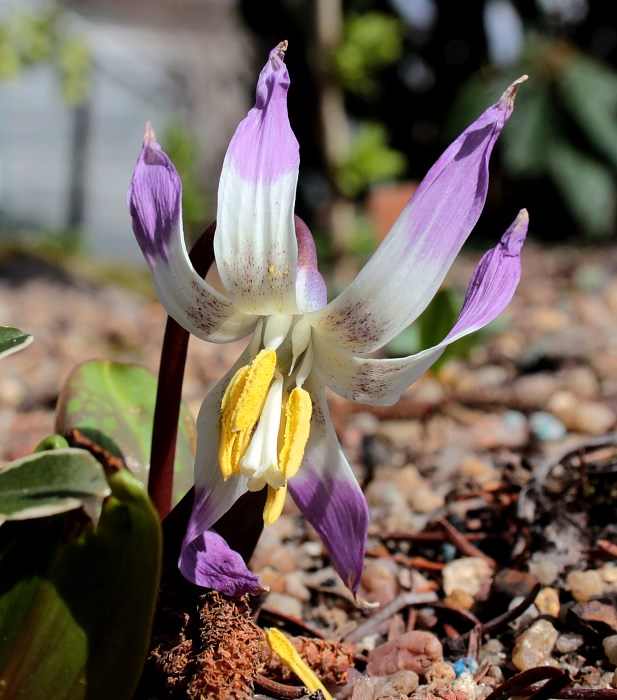 Erythronium sibiricum