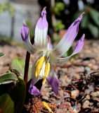 Erythronium sibiricum