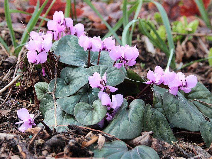 Cyclamen coum
