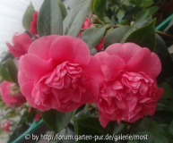 Anemoniflora rosea 2015.jpg