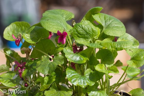 Viola odorata Perle Rose