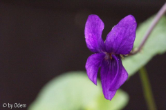 [galerie pid=117835]
