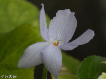 vio odo Alba_013235.jpg