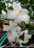 Camellia E.jpg