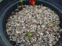 Stewartia pseudocamellia Germination Apr