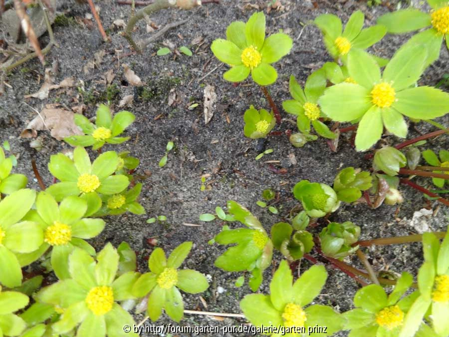Hacquetia epipactis Germination April 2015