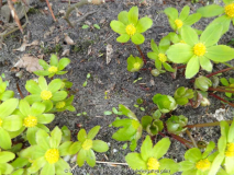 Hacquetia epipactis Germination April 20