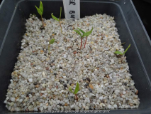 Acer buergerianum Germination April 2015