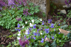 Viola