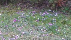 Vorfrühlings-Alpenveilchen (Cyclamen cou