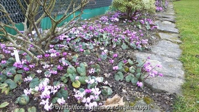 Vorfrühlings-Alpenveilchen (Cyclamen coum, syn. C. orbiculatum)