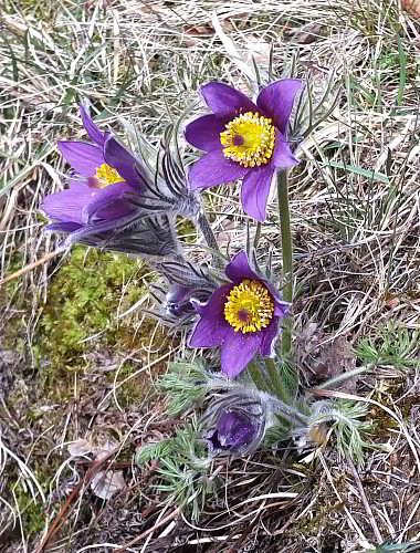 Pulsatilla vulgaris