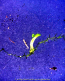 Bletilla striate am Sphagnum