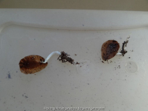 Glaucidium palmatum Germination April 20