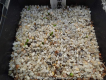 Dodecatheon pulchellum Germination April