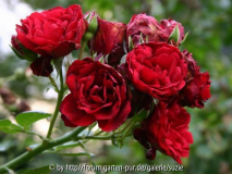 rose1.JPG
