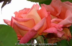 rose2.JPG