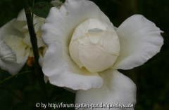 rose3.JPG