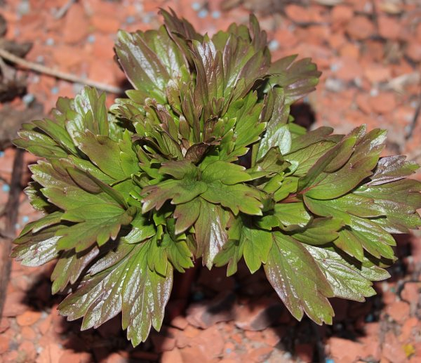 Paeonia peregrina