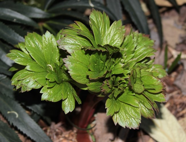 Paeonia peregrina