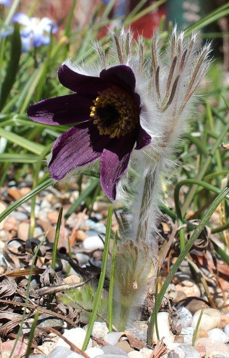 Pulsatilla montana