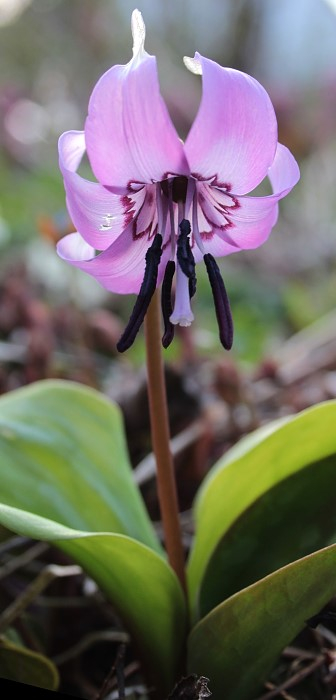 Erythronium japonicum