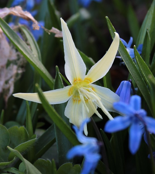 Erythronium californicum 'White Beauty'