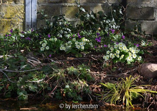 Cardamine glanduligera, Primula vulgaris