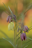 Frittilaria meleagris