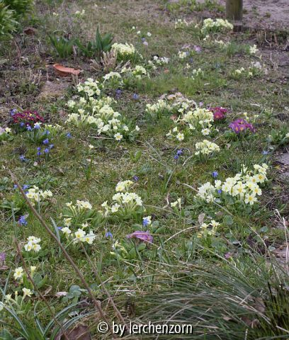 Primula vulgaris