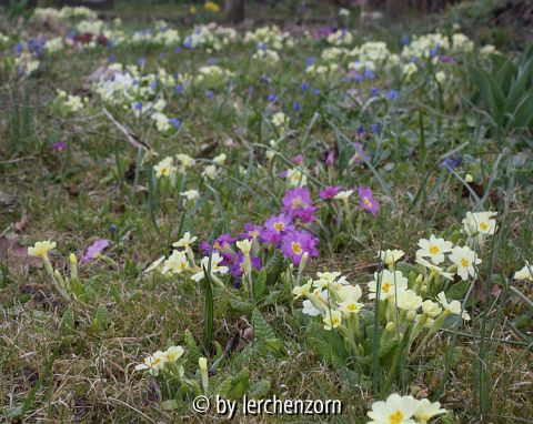 Primula vulgaris