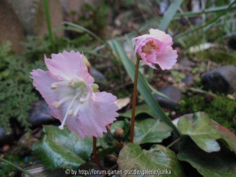 Shortia uniflora var. orbicularis