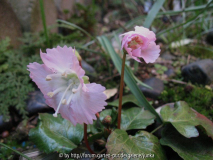 Shortia uniflora var. orbicularis
