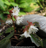 Shortia soldanelloides  neu I