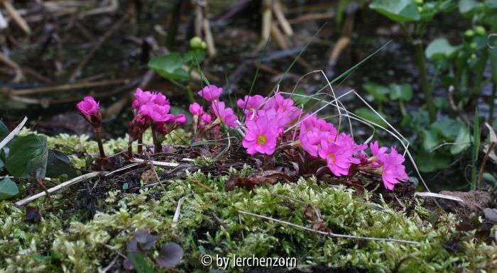 Primula rosea
