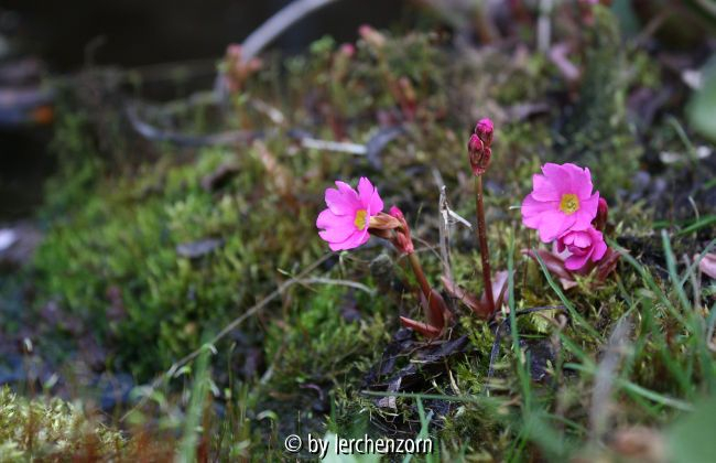 Primula rosea
