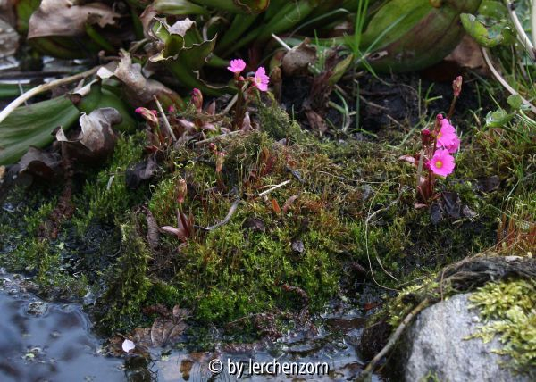 Primula rosea