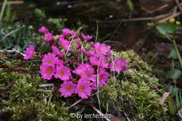Primula rosea