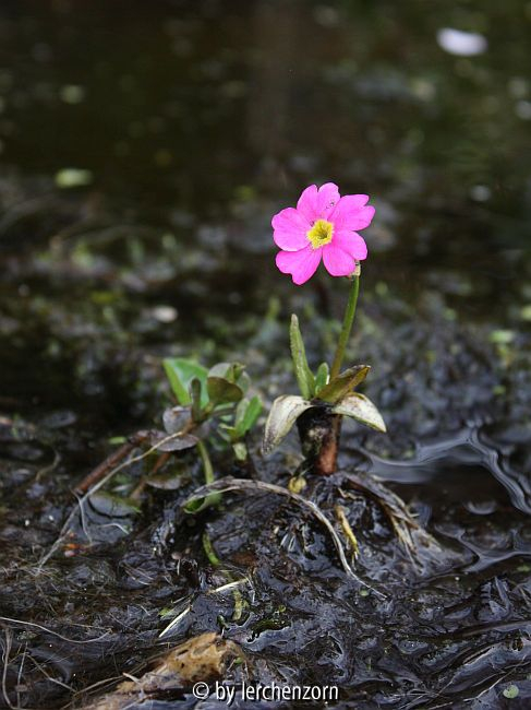 Primula rosea im Vogelbad