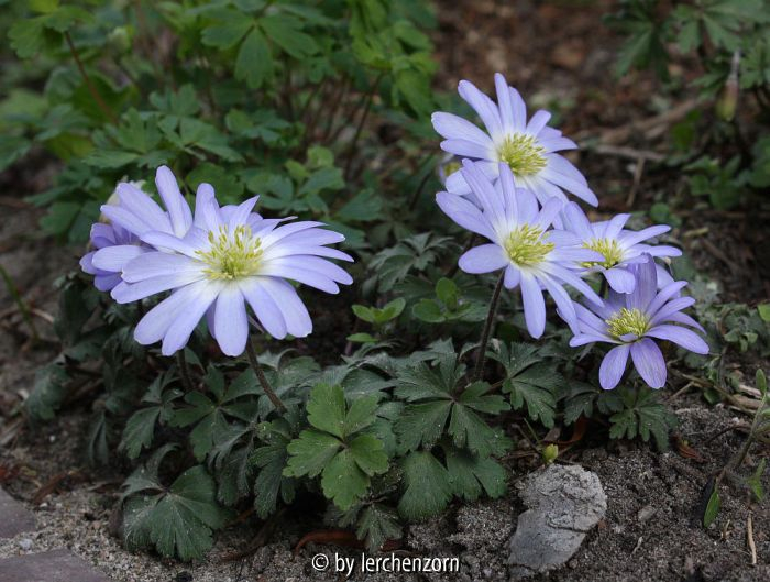 Anemone blanda, Mix
