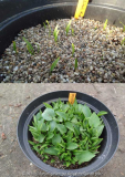 Trillium kurabayashii Collage Germinatio